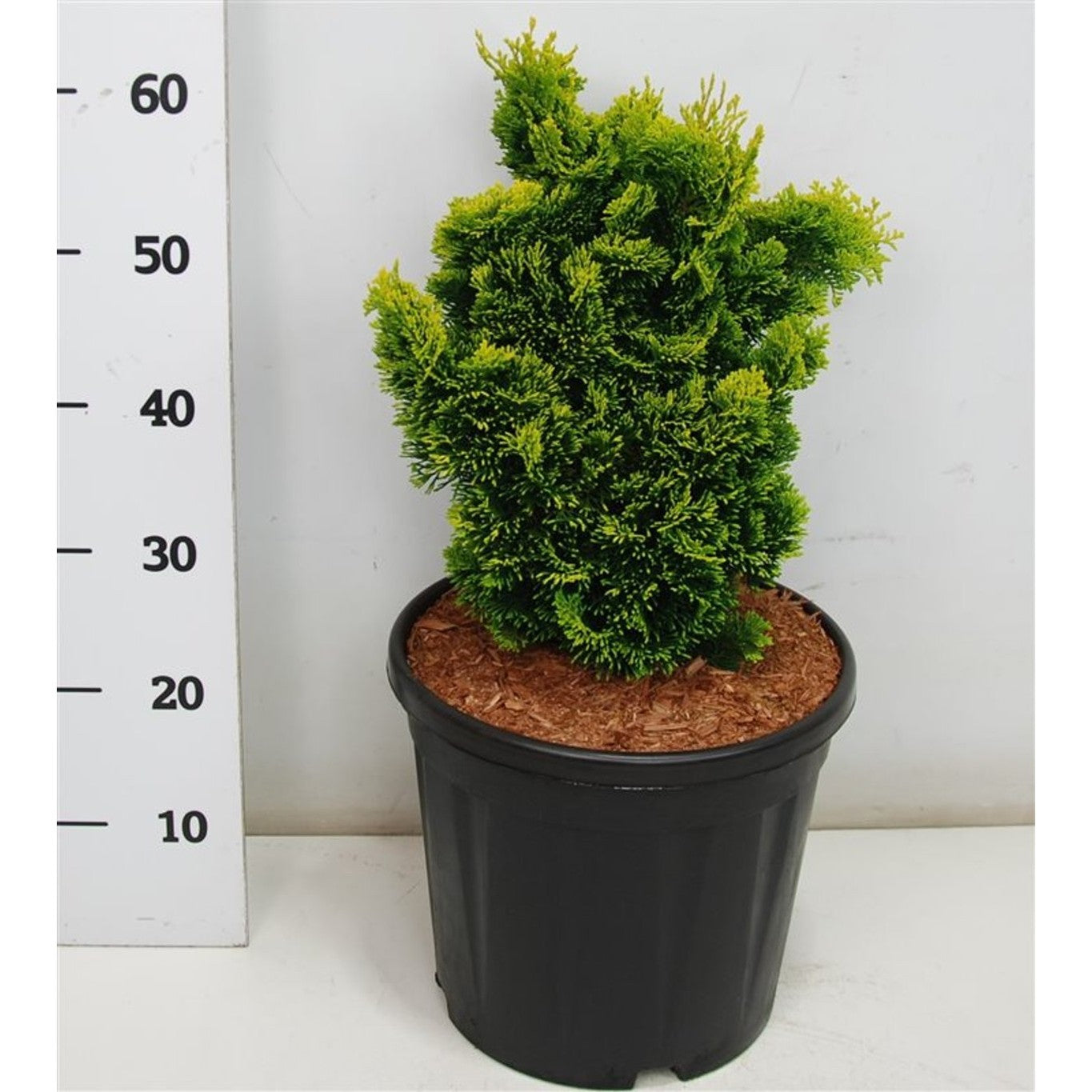 Ädelcypress – Chamaecyparis obtusa 'Aurora' - C20 50-60 CM